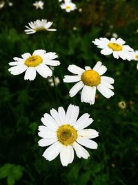 Close-up of white daisy flowers