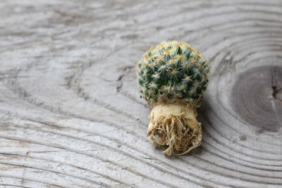 Close-up of cactus with root on wooden table