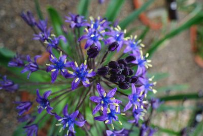 High angle view of bee on purple flowers