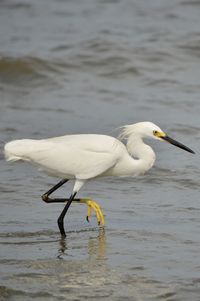 A hungry snowy egret walking through the shallow coastal waters of hilton head island while fishing