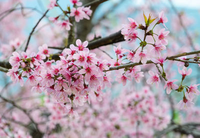 Close-up of pink cherry blossom