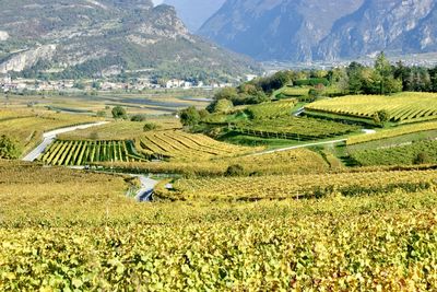 Scenic view of agricultural field