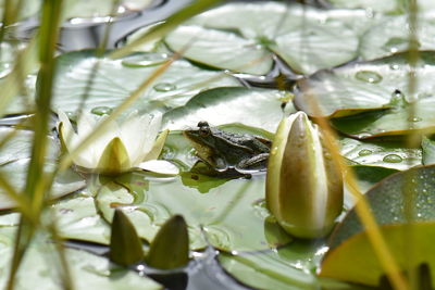 Close-up of frog on leaves