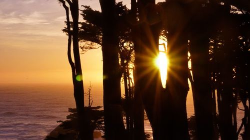 Sunlight streaming through silhouette plants against sea during sunset