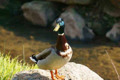 Close-up of duck