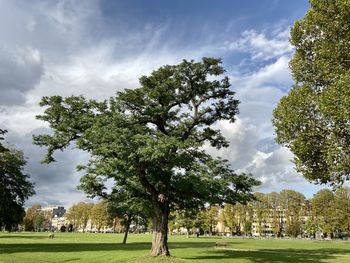 Trees in park against sky