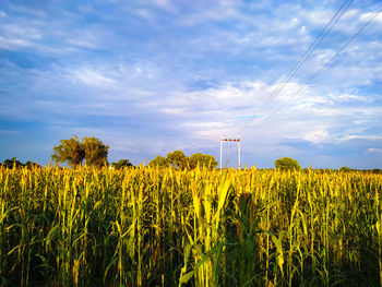 Crops growing on field against sky