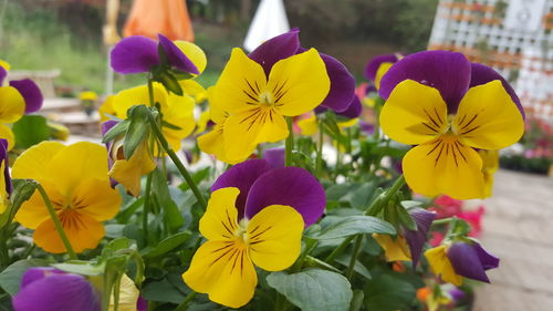 Close-up of yellow flowering plant in park