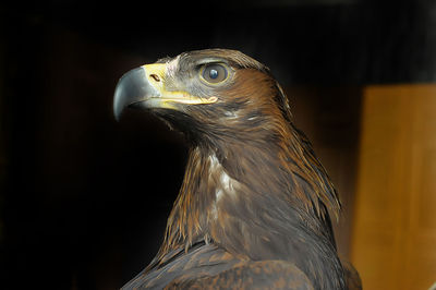 Close-up of eagle