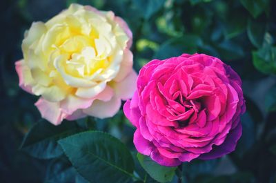 Close-up of pink rose