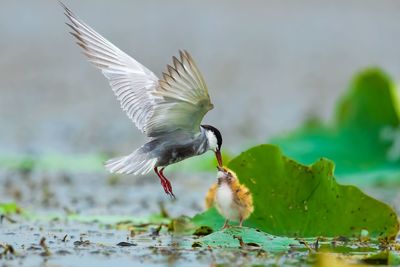 Close-up of bird flying over lake