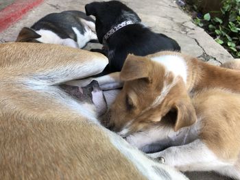 View of a dog sleeping