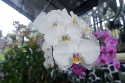 Close-up of white flowering plant