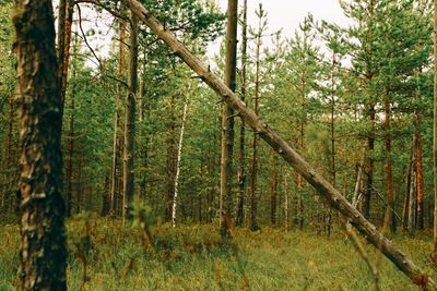 Pine trees in forest