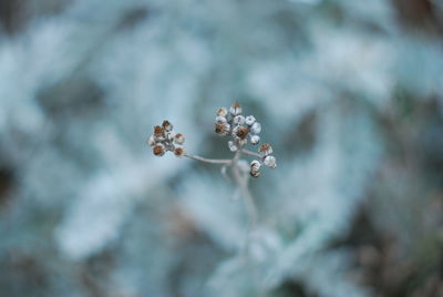 Close-up of white flowers