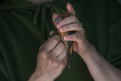 Bird ringing