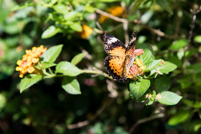 Close-up of butterfly pollinating on leaf