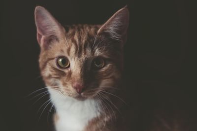 Close-up portrait of cat against black background