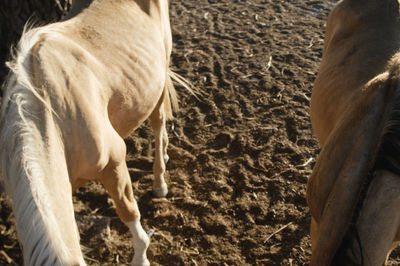 Close-up of horse