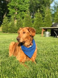 Dog looking away on field