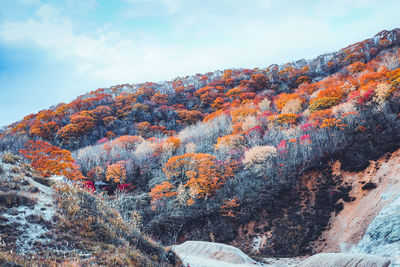 Scenic view of autumn trees against sky