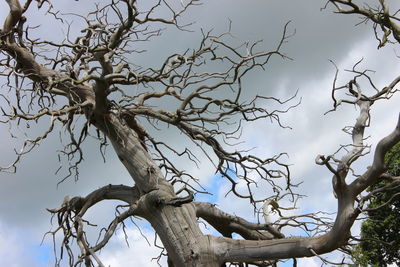 Low angle view of bare tree against sky