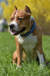 Dog looking away on field