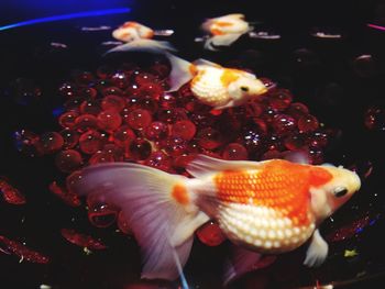 Close-up of fish swimming in sea