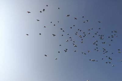 Low angle view of birds flying against clear sky