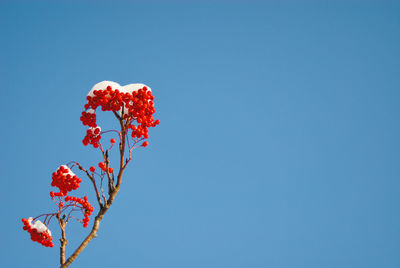 Low angle view of red plant against blue sky