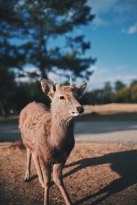 Portrait of deer