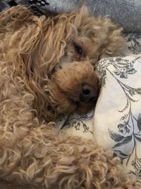 Portrait of dog relaxing on bed