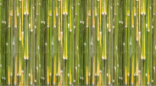 Full frame shot of bamboo plants