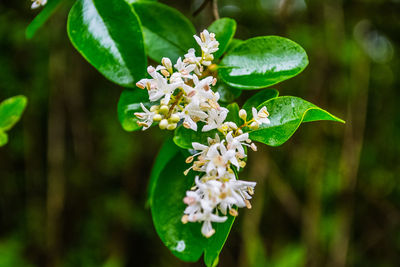 Close-up of flowers