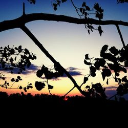 Low angle view of silhouette plants against sky during sunset