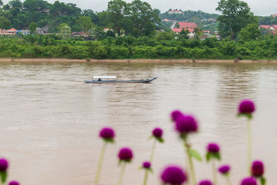 Scenic view of river by trees