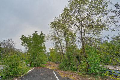 Road amidst trees against sky