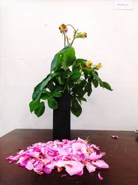 Close-up of potted plant against wall