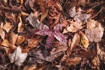 Full frame shot of dry leaves