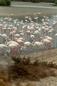 Flock of birds in lake