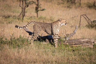 Cheetah on grassy field during sunny day