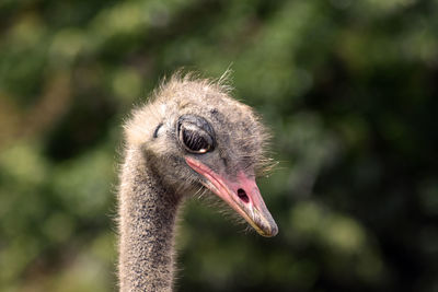 Close-up of a bird