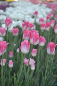 Close-up of pink tulips on field