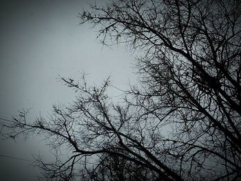 bare tree