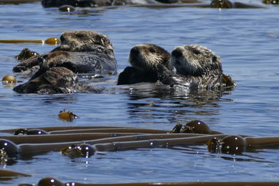 Ducks swimming in lake