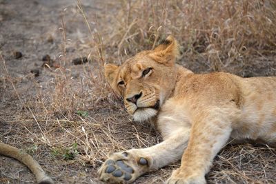 Lion lying in a field