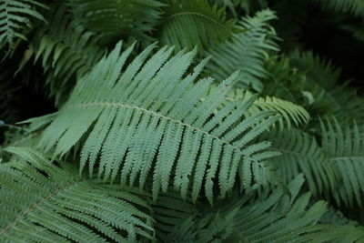 Close-up of fern