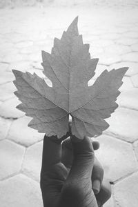 Close-up of hand holding maple leaf