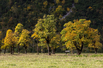 View of trees in forest