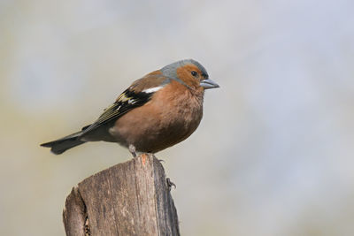 Close-up of bird perching on a branch